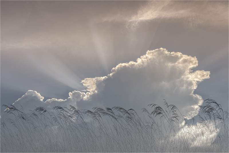 Long grass against the sky_Russell Hynard_set.jpg - Set. simplicity